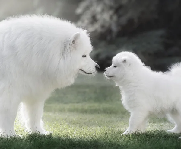 Perro samoyedo con cachorro. Retroiluminación . —  Fotos de Stock