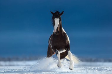 Snowfield Amerikan boya ata. Önden Görünüm.