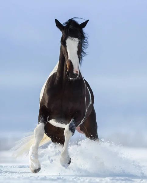Pinto horse on snowfield — Stock Photo, Image