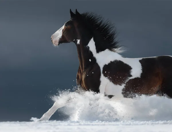 American Paint horse běží tryskem přes zimní zasněžené pole — Stock fotografie