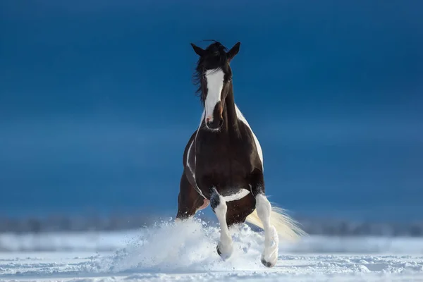 Paard van de Amerikaanse verf op snowfield. Vooraanzicht. — Stockfoto