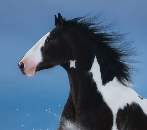 Paard van de Amerikaanse verf. Portret op donker blauwe achtergrond. — Stockfoto