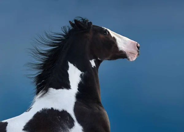 Cavalo de pintura americano. Retrato sobre fundo azul escuro . — Fotografia de Stock