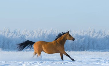 Chestnut horse running across snowy field.  clipart