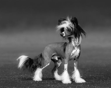 Köpek siyah-beyaz fotoğraf. Çin Tepeli köpek doğurmak.