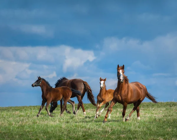 馬の群れは、フィールドについて説明します。牧草地の馬との二つの馬. — ストック写真