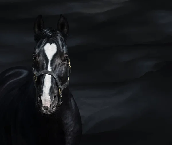 ハートマークがついた黒い馬の肖像画。珍しい色のグループ — ストック写真