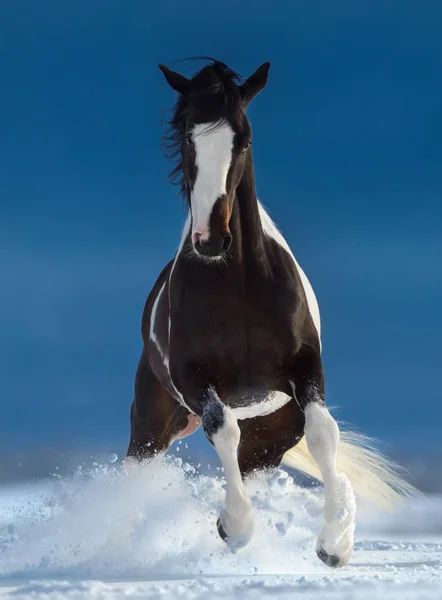 Hermoso caballo de pintura americano corriendo a través de la nieve — Foto de Stock