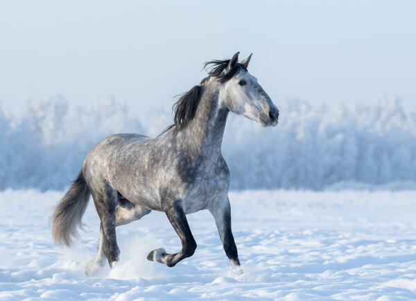 Grey Spanish horse runs trot in winter snowy field