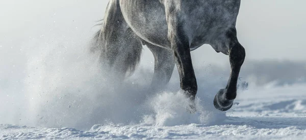Nohy koně Detailní záběr ve sněhu — Stock fotografie