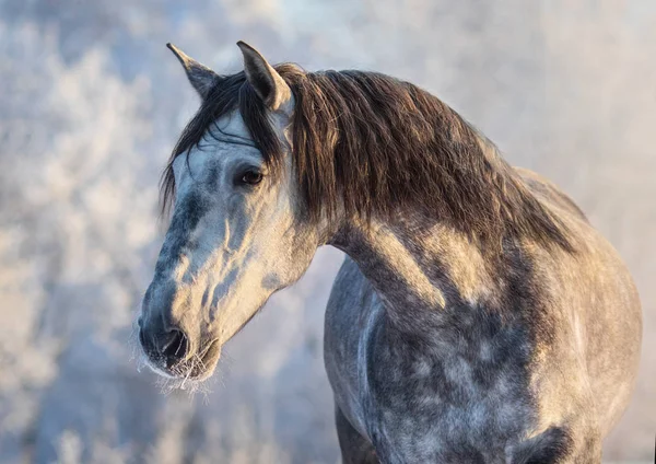 夕日の光で長いたてがみとアンダルシア馬の肖像 — ストック写真