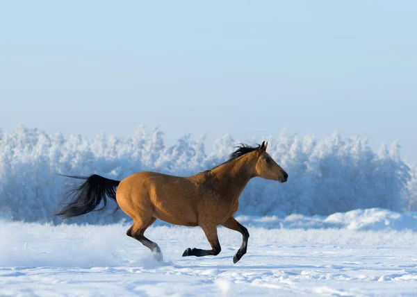 Gold chestnut horse gallops across snowy field. — Stock Photo, Image