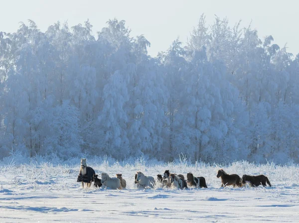 Group of ponies and miniature horses on snowfield — Stock Photo, Image