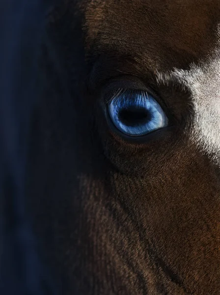 蓝眼睛的美国微型马 — 图库照片