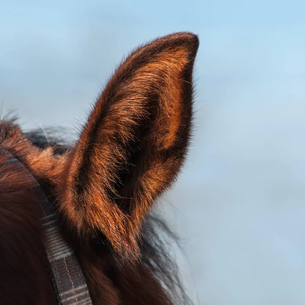 Closeup των αυτιών αλόγου — Φωτογραφία Αρχείου
