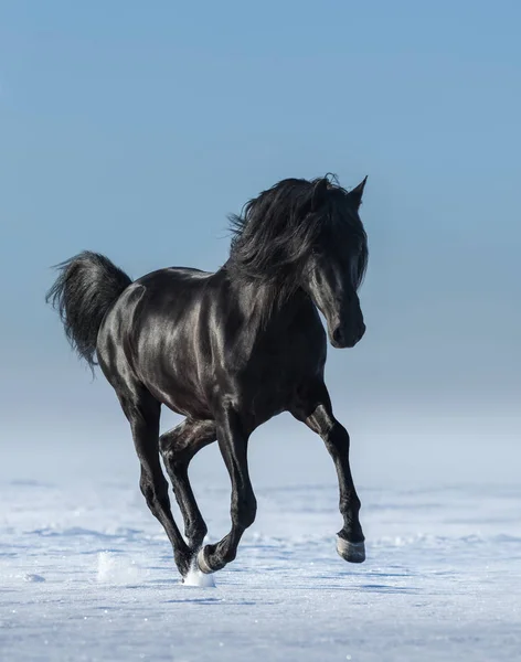 Cheval noir gratuit dans les champs en hiver . — Photo