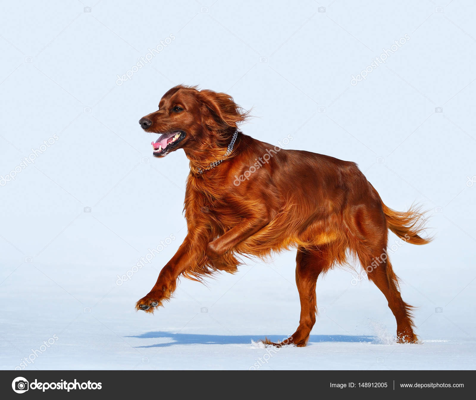 Happy dog breed Irish Red Setter runs across the snow field. Stock