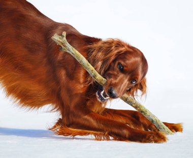 Köpek doğurmak İrlandalı Red Setter sopa kemiren. 