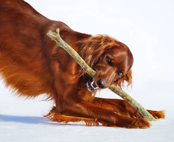 Ράτσα σκύλου ιρλανδική Σέττερ κόκκινο ροκανίζει ραβδί. — Φωτογραφία Αρχείου