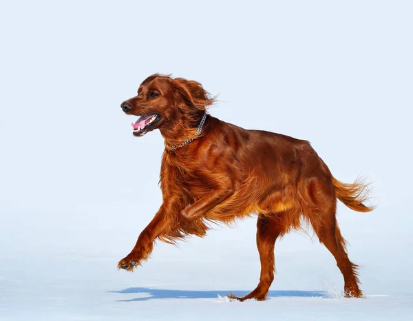 Happy dog breed Irish Red Setter runs across the snow field. — Stock Photo, Image