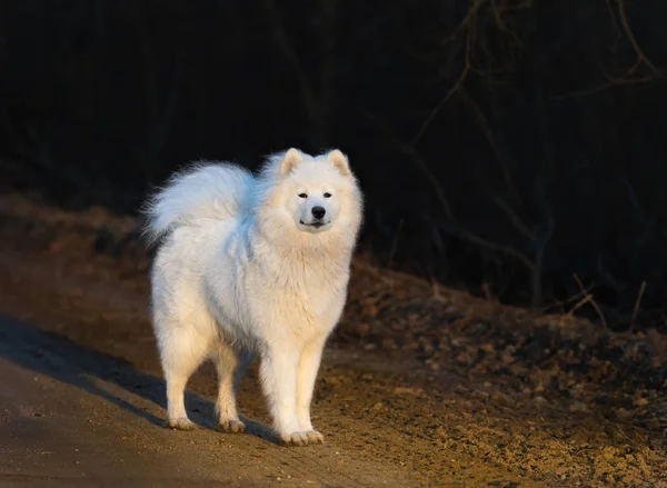 Samoyed perro cachorro stand en camino arenoso al atardecer . —  Fotos de Stock