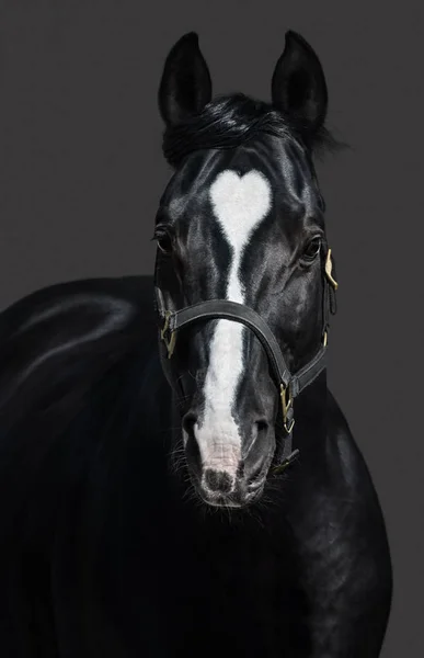 Black horse in halter with heart mark. Unigue and rare colored. — Stock Photo, Image