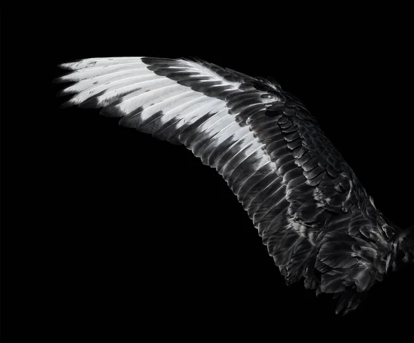 Wing of young black swan. Isolated on black background — Stock Photo, Image