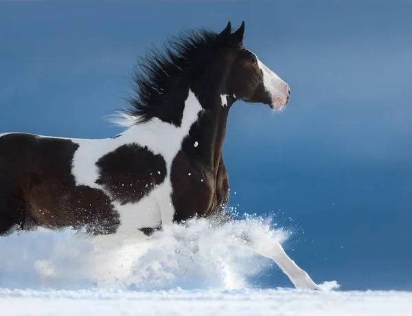 American Paint horse uruchomić galop w zimie — Zdjęcie stockowe