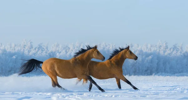 Dois cavalos livres galopam através do campo no inverno . — Fotografia de Stock