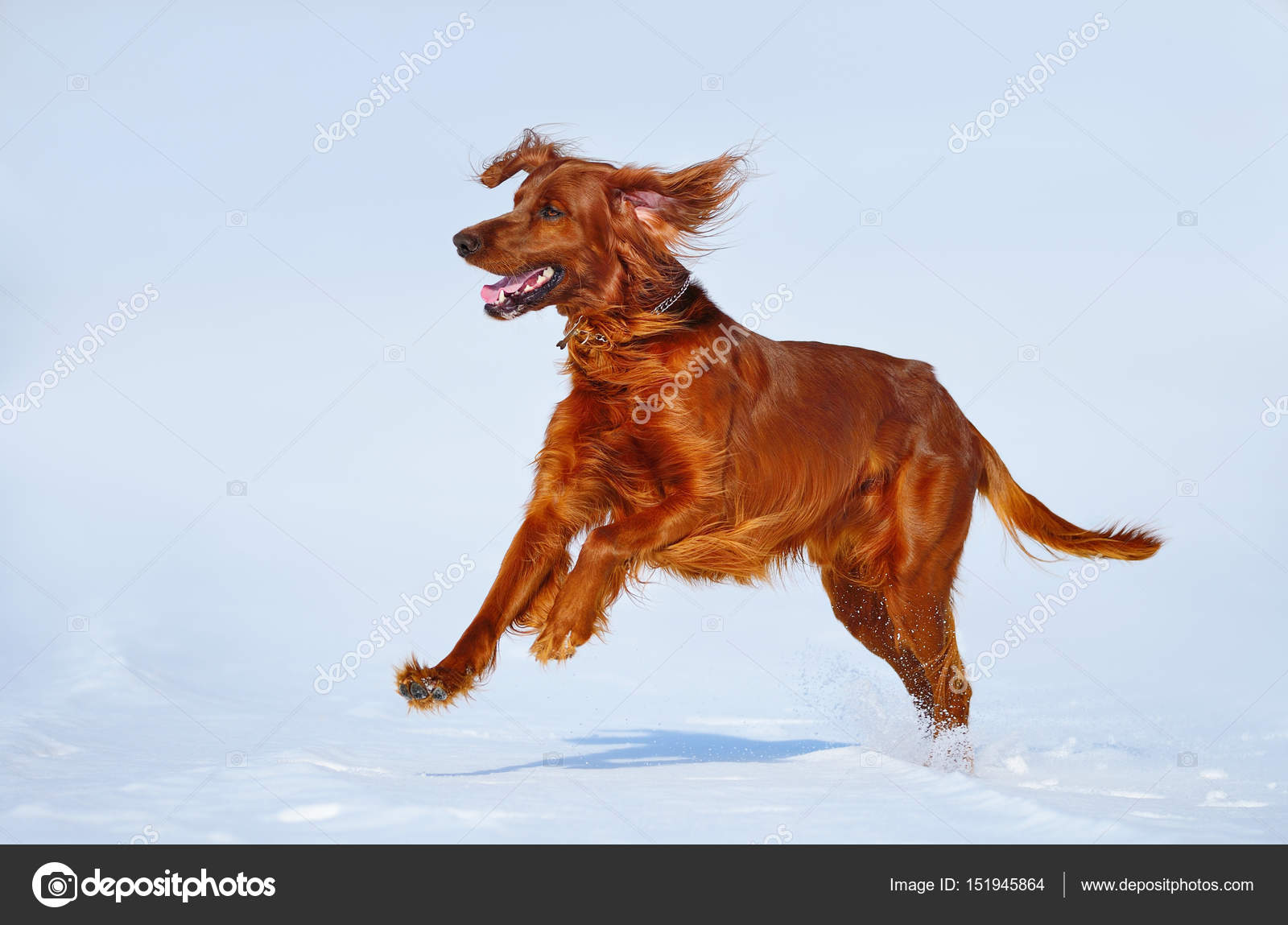 Are Irish Setters Good Running Dogs