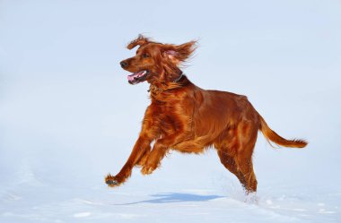 Avcılık köpek İrlandalı Red setter kış yürüyüş. 