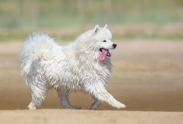 Biały pies samojeda uruchomiona na plaży. Kolorowym tle natura. — Zdjęcie stockowe