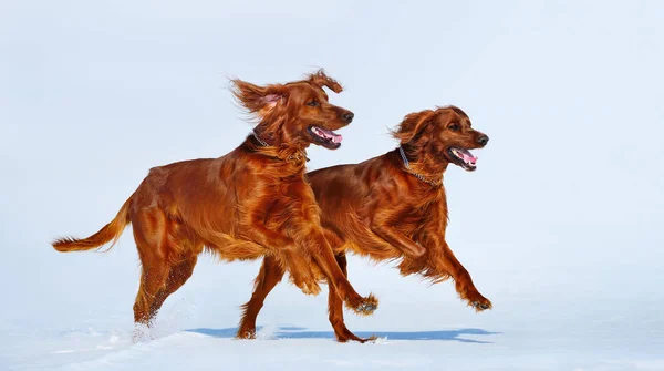 Dos Red Irish Setters corren sobre nieve blanca en invierno . — Foto de Stock