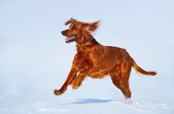 Caza perro irlandés rojo setter en invierno paseo . — Foto de Stock