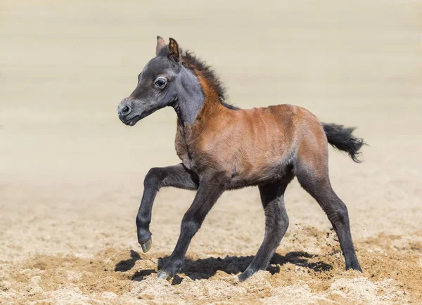 Zatoka źrebię jest jeden miesiąc urodzenia. Rasa jest American miniature horse — Zdjęcie stockowe