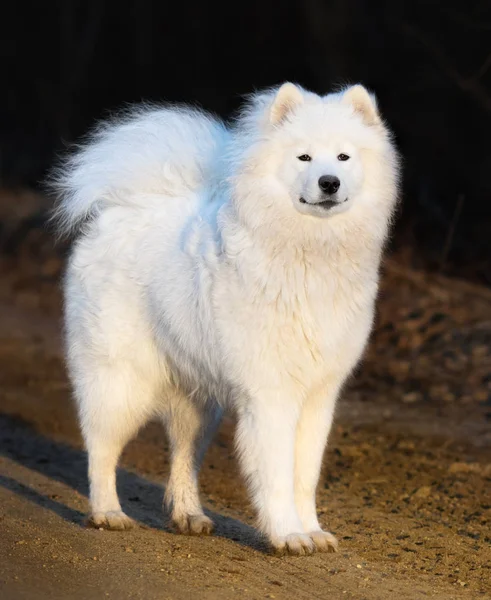 Chiot Samoyed chien. Âge 1 an . — Photo
