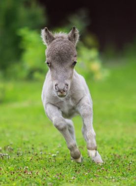 Dünyanın en küçük atı. Minik yavru sadece 31 cm boyunda ölçüm. 