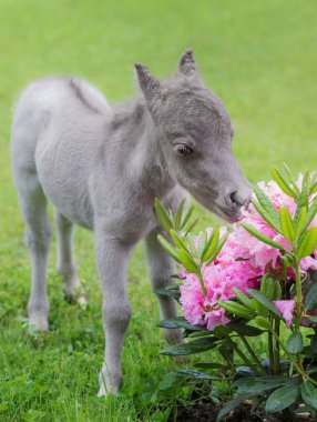 World's smallest horse. Tiny foal measuring just 31 cm tall.  clipart