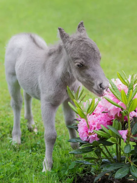 O cavalo mais pequeno do mundo. Pequeno potro medindo apenas 31 cm de altura . — Fotografia de Stock