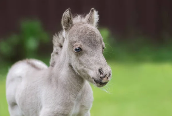 Dünyanın en küçük atı. Minik yavru sadece 31 cm boyunda ölçüm. Stok Resim