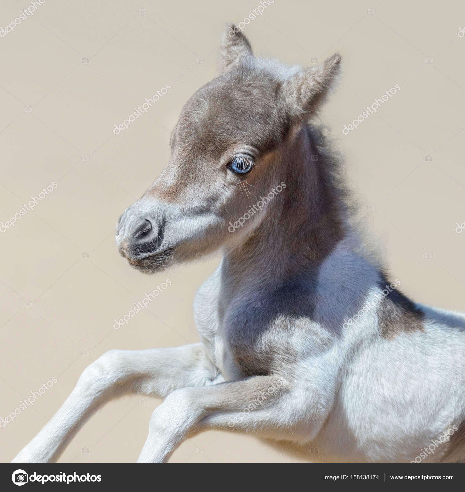 Portrait of pinto newly born foal in motion. American miniature Stock Photo tristana 158138174