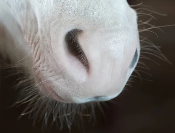 Partie du corps animal. Nez de cheval sur fond sombre . — Photo