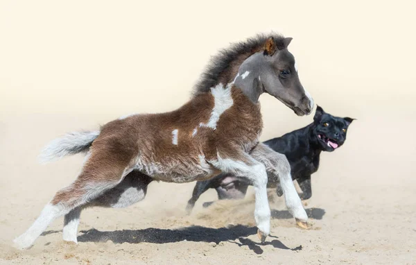 Staffordshire Bull Terrier cão e potro miniatura americana . — Fotografia de Stock