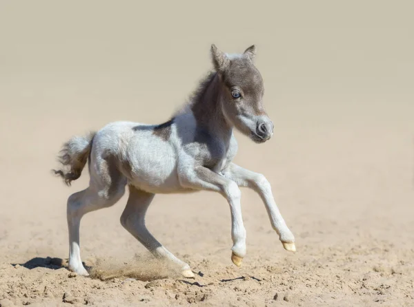 Caballo americano en miniatura. Pinto potro recién nacido en movimiento . — Foto de Stock