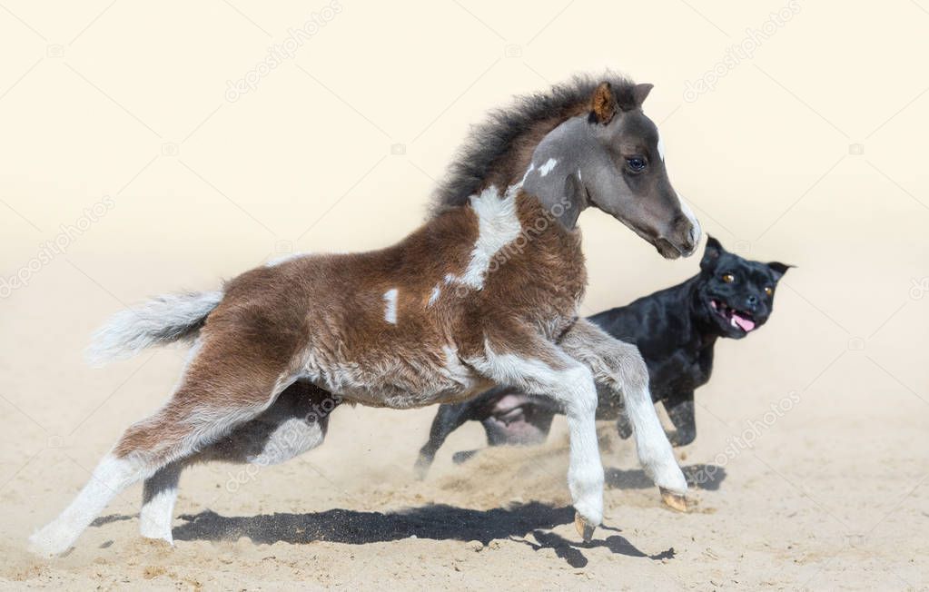 Staffordshire Bull Terrier dog and American miniature foal. 