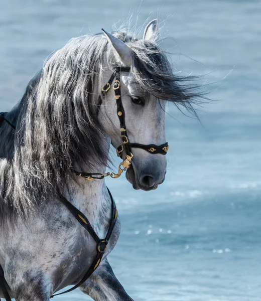 Retrato de cerca caballo gris de raza pura español con melena larga — Foto de Stock