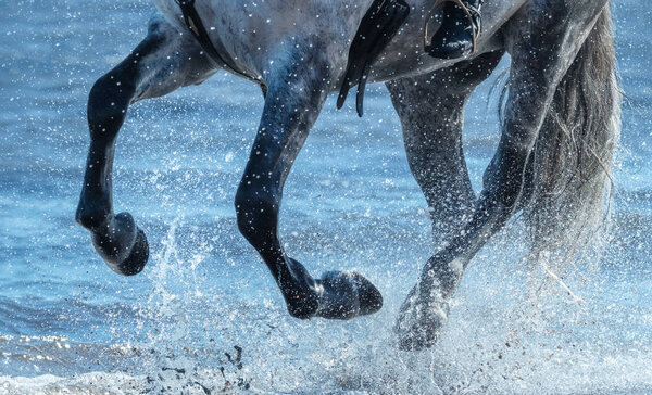 Grey horse run gallop on water. Legs of horse close up.