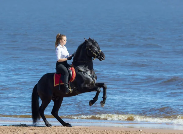 Frau reitet Pferd am Strand des Meeres. Hengst steht auf Hinterbeinen — Stockfoto