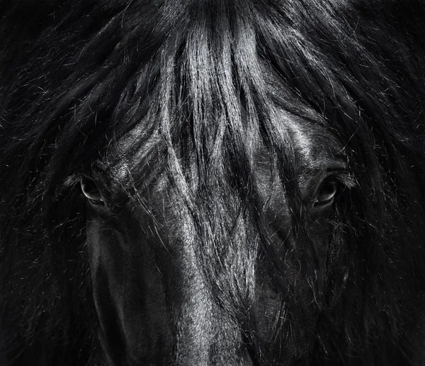 Portrét zblízka španělské čistokrevné koně s dlouhou hřívou. — Stock fotografie