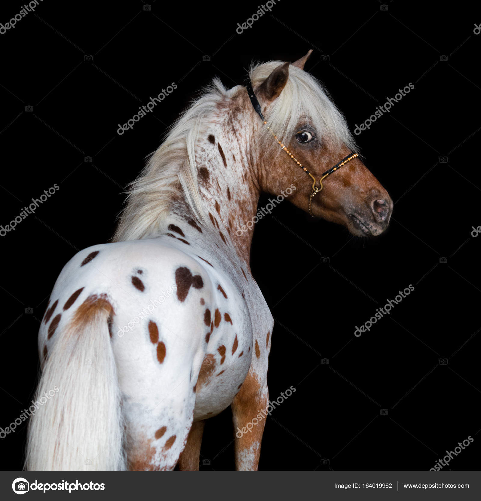 Portrait Sur Fond Noir De Cheval Miniature Americain Image Libre De Droit Par Tristana C